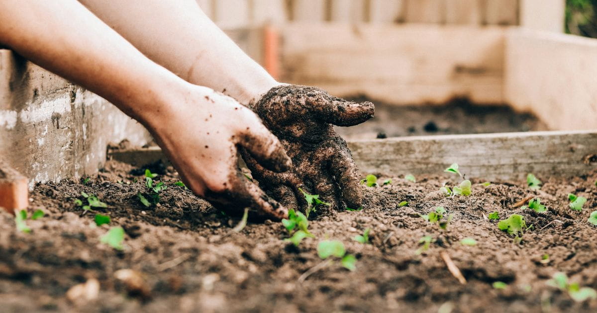 A person's hand covered in soil while gardening