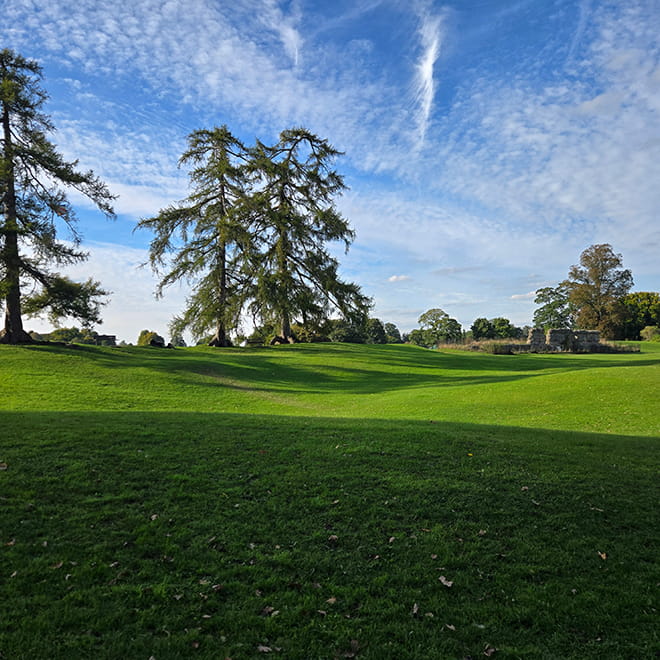 View of trees in a park