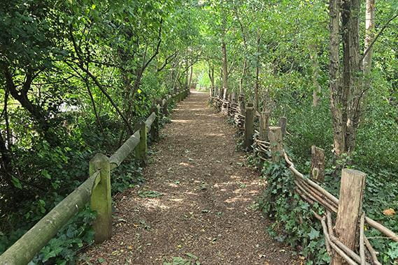 Pathway in the woods