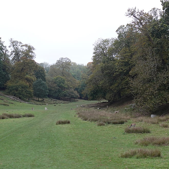 Landscape view of a park with deer