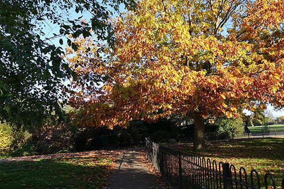 A tree with autumn leaves in a park