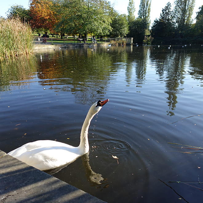 A swan on a lake