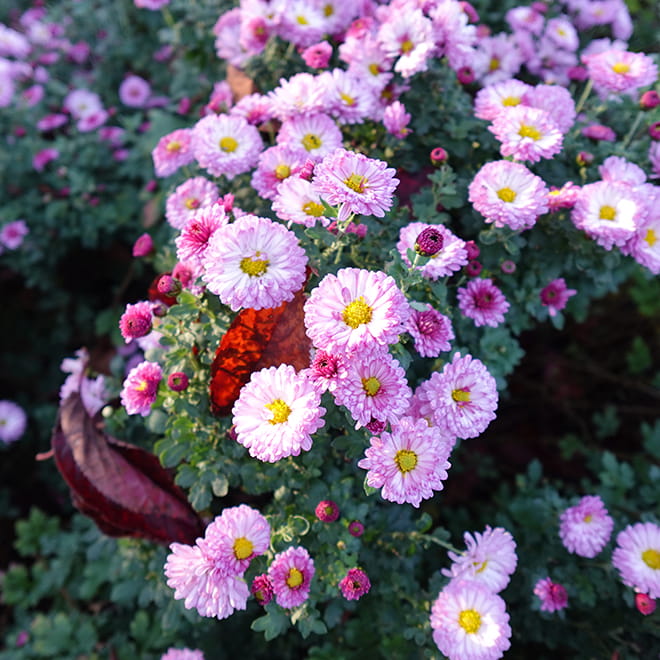 Closeup of pink flowers