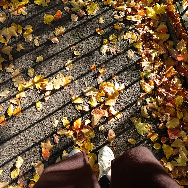 Autumn leaves on a path