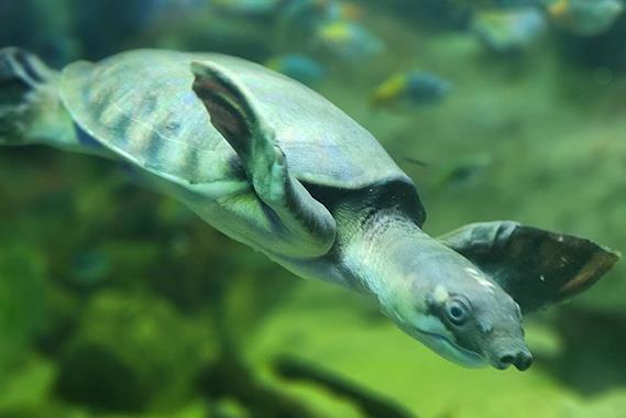Turtle swimming underwater