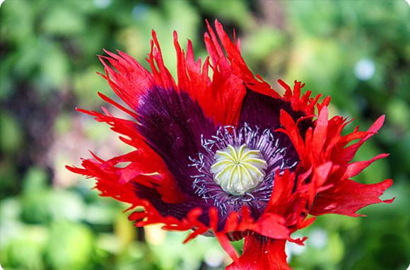 Closeup of a poppy flower