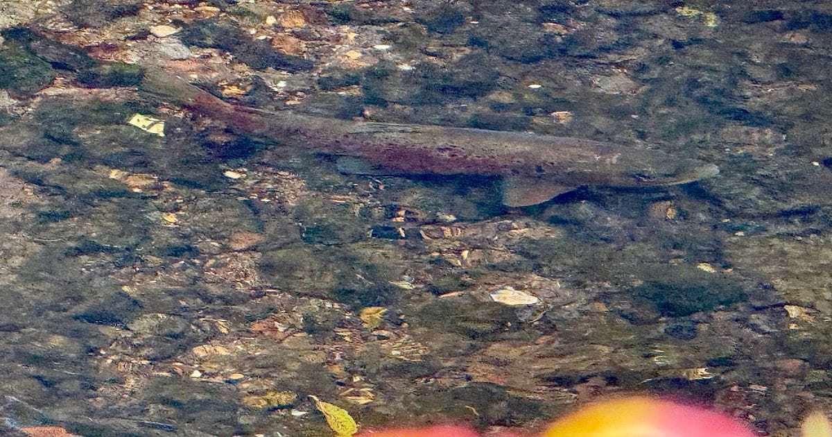 Brown Trout in St Albans