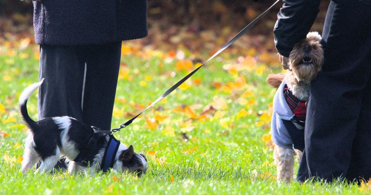 Dogs in the park in St Albans