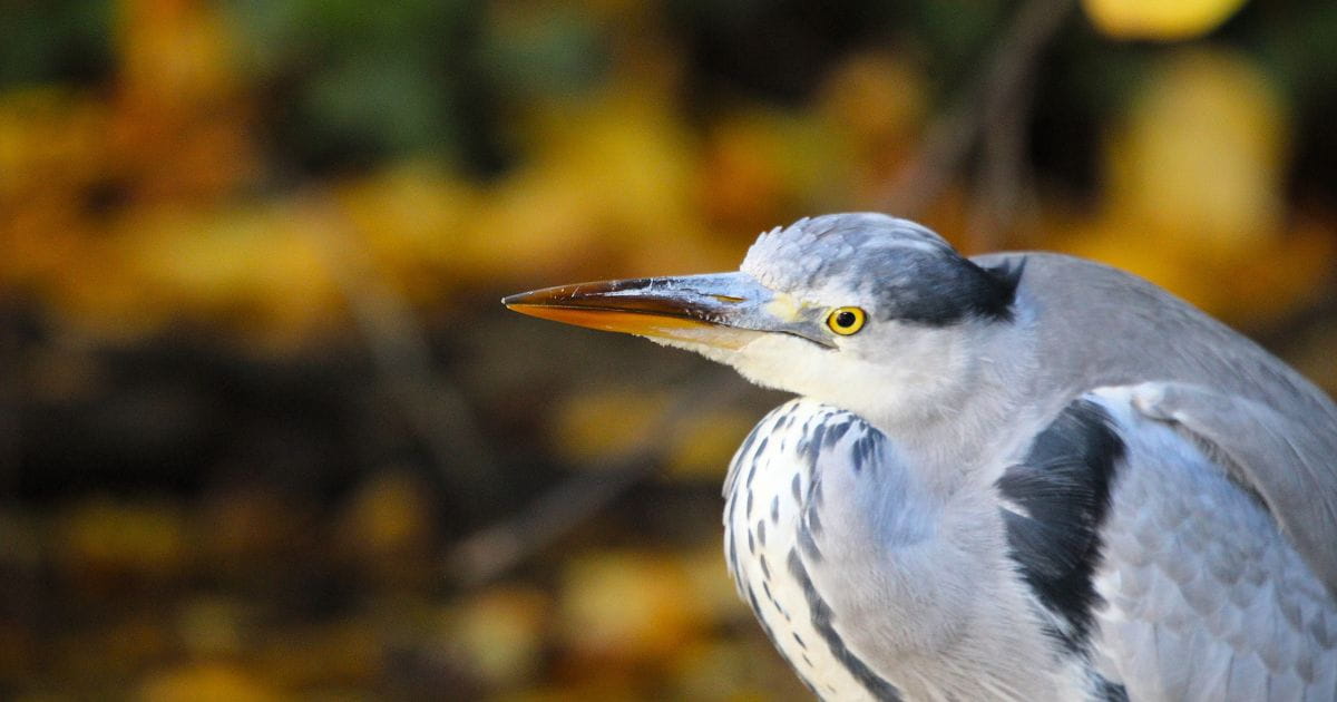 Grey Heron in Verulamium Park St Albans