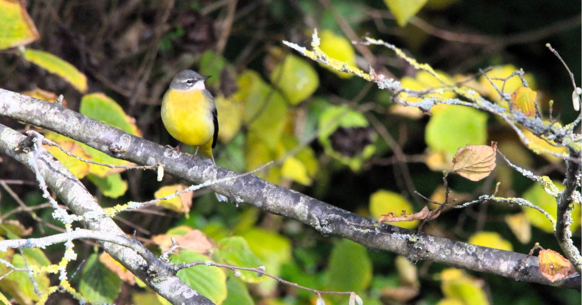 Grey Wagtail wildlife spotting in St Albans