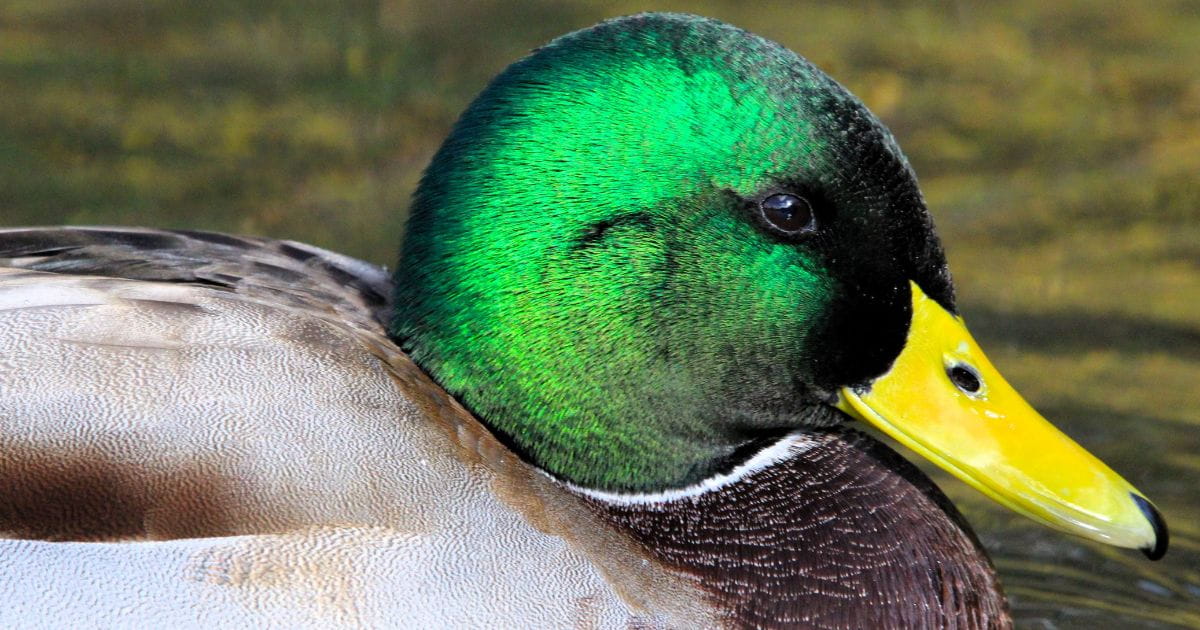 Mallard duck in Verulamium Park St Albans