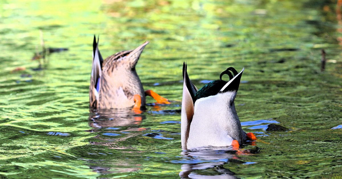 Mallards diving and fishing