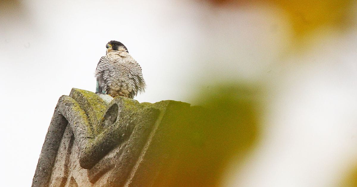 Peregrine Falcon in St Albans
