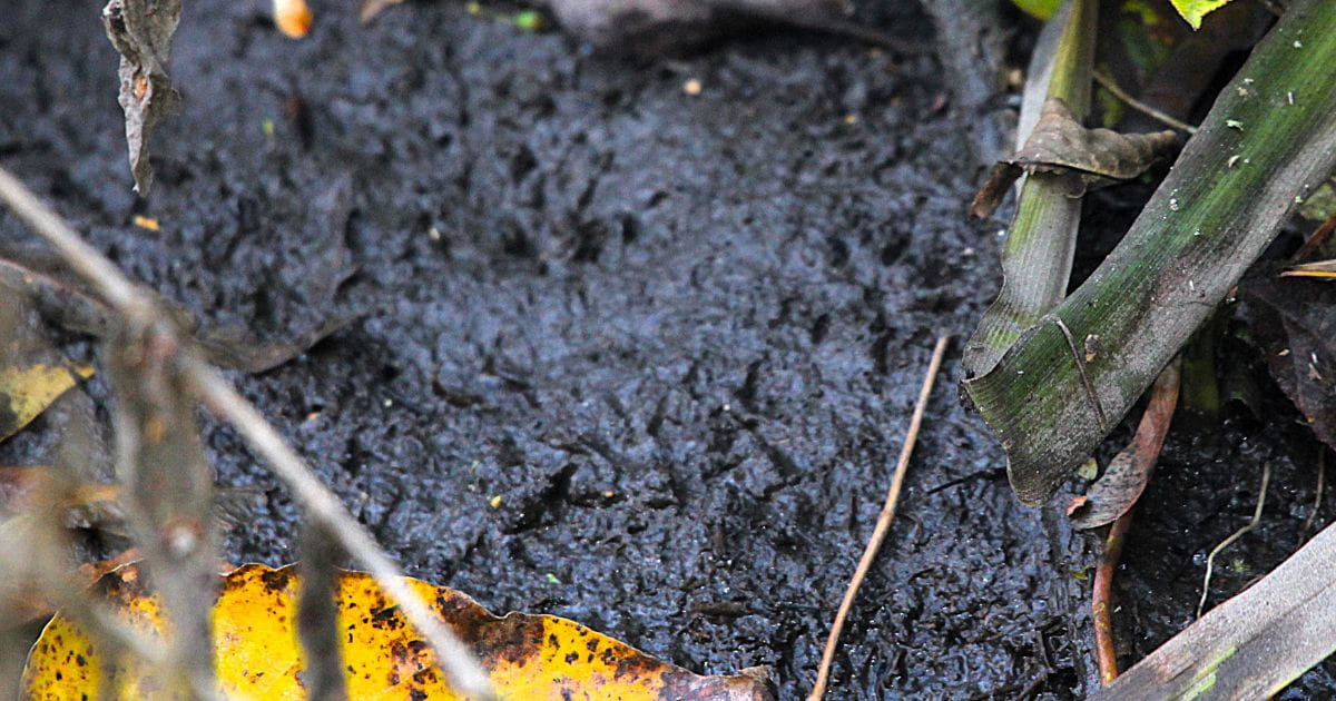 Water vole footprints