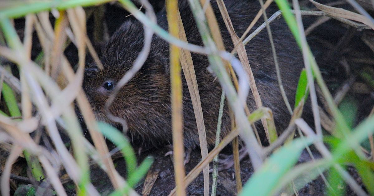 Water vole spotted in St Albans