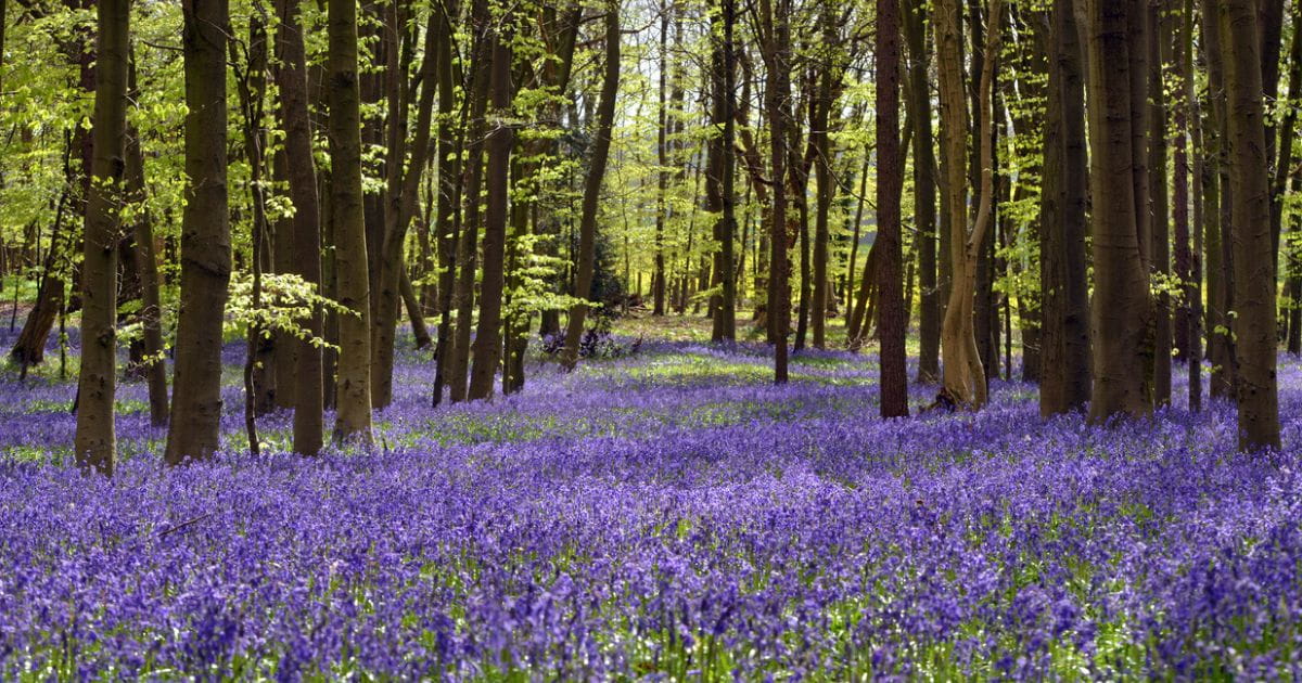 Bluebell woodland