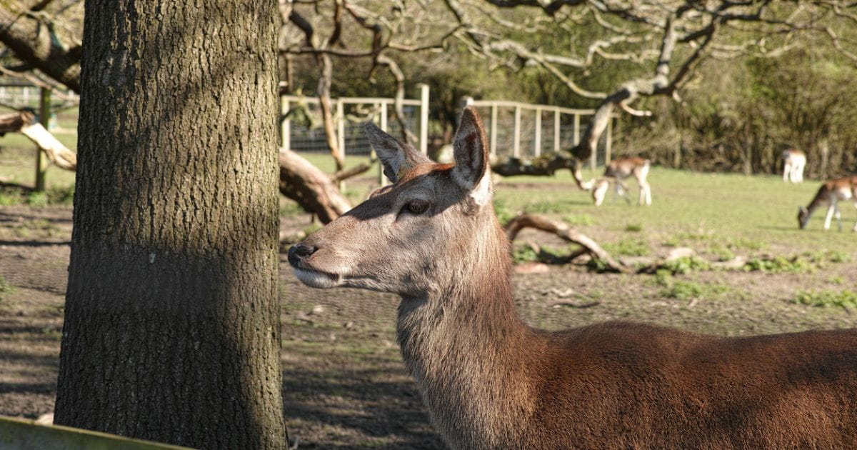Roe deer Golders Hill Park Zoo