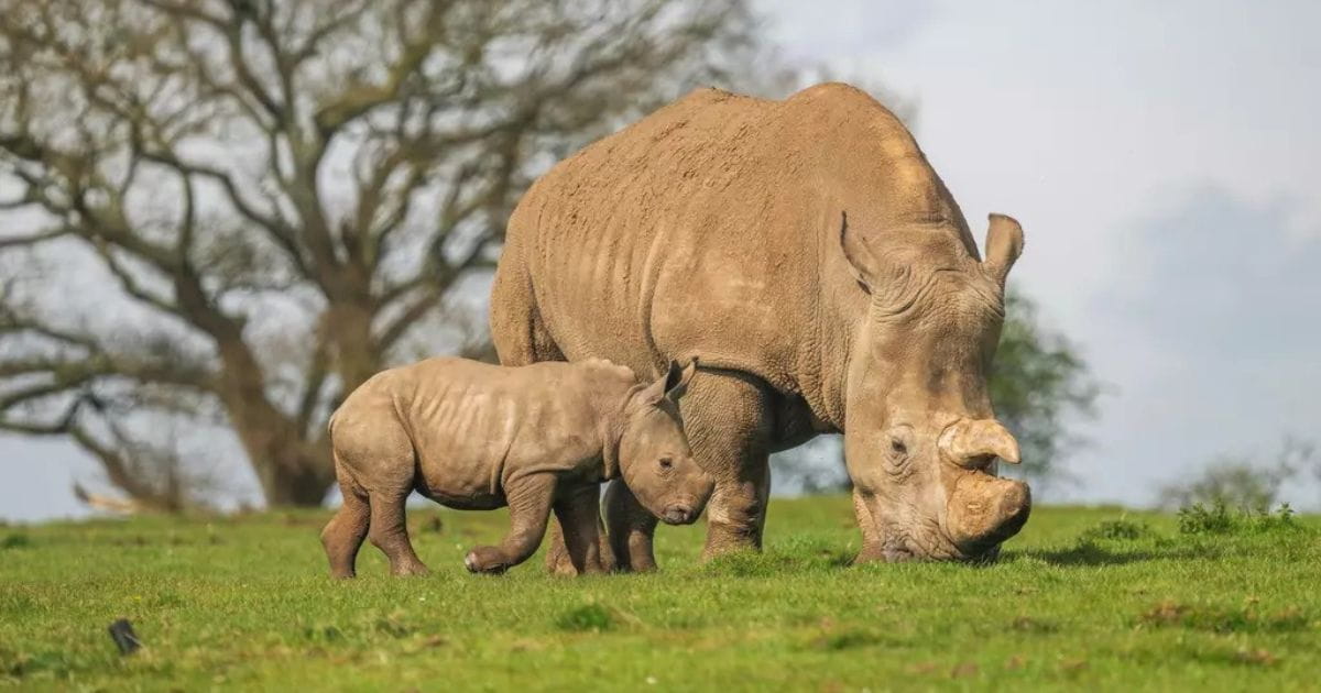 Rhinos at Whipsnade Zoo
