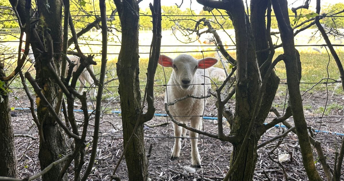 Sheep nature animals Aldenham Country Park