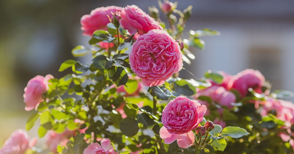 Preston Park Brighton rose garden free things to do