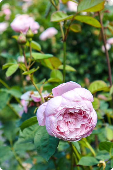 Closeup of a flower